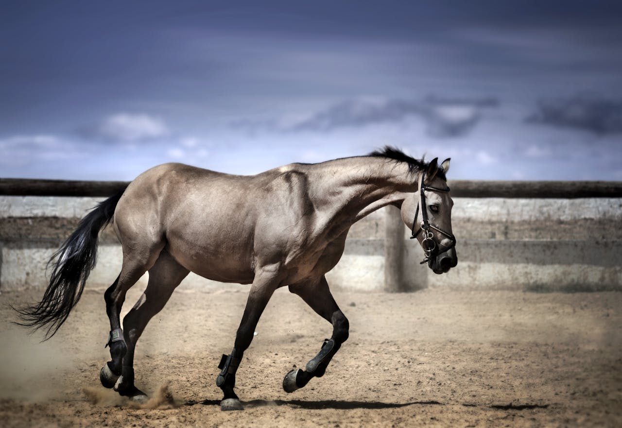 Elegant horse running on sand in a fenced outdoor arena.